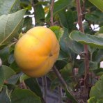 Ebenovník rajčiakový (Diospyros kaki) HURMIKAKI ´MUSCAT´– výška 150–170 cm, obvod kmeňa 4/6 cm, kont. C10L (-18°C)